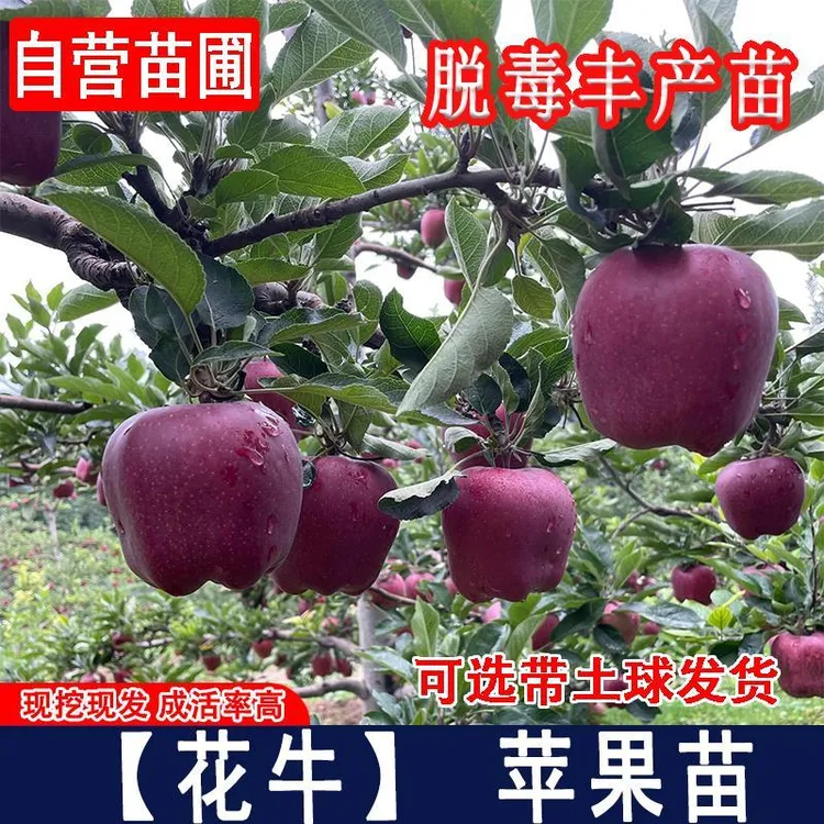 嫁接花牛苹果树树苗美国蛇果甘肃天水粉面苹果苗当年结果果树果苗