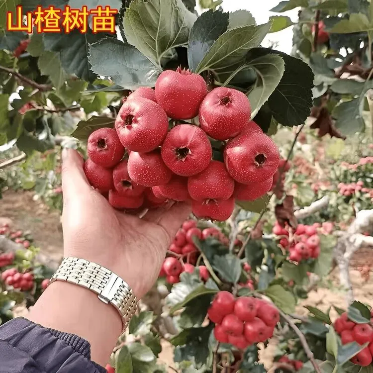 山楂树苗新品种大五棱山楂苗大金星山楂苗南北方庭院种植当年结果