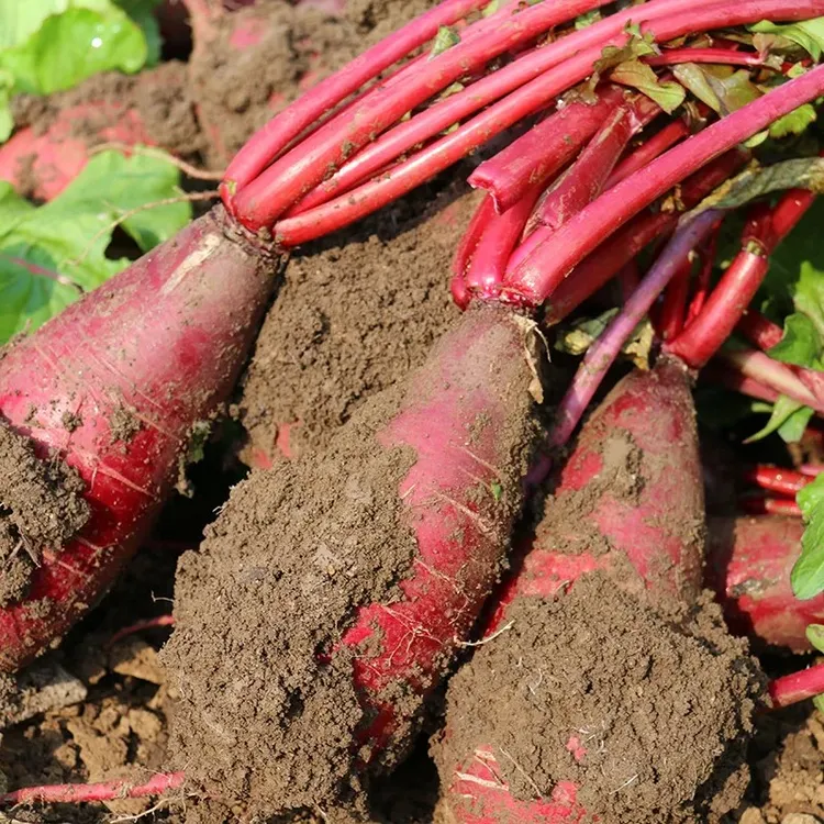 农家新鲜红皮紫皮穿心红萝卜邳州徐州苏北鲁南特产