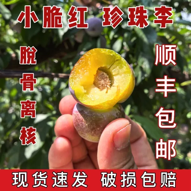 顺丰包邮四川雅安李子高山脆红李脱骨李脆甜李子净重五斤
