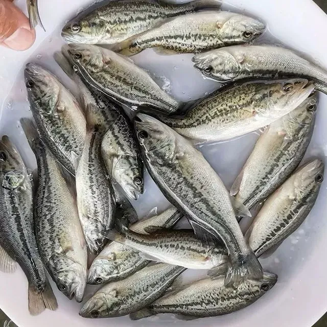 活体鲈鱼加州鲈鱼大口鲈观赏鱼