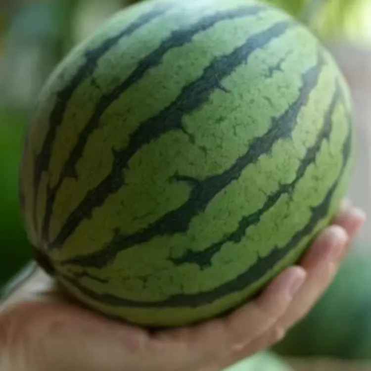 头茬采摘新鲜当季小西瓜皮薄脆甜多汁口感鲜美