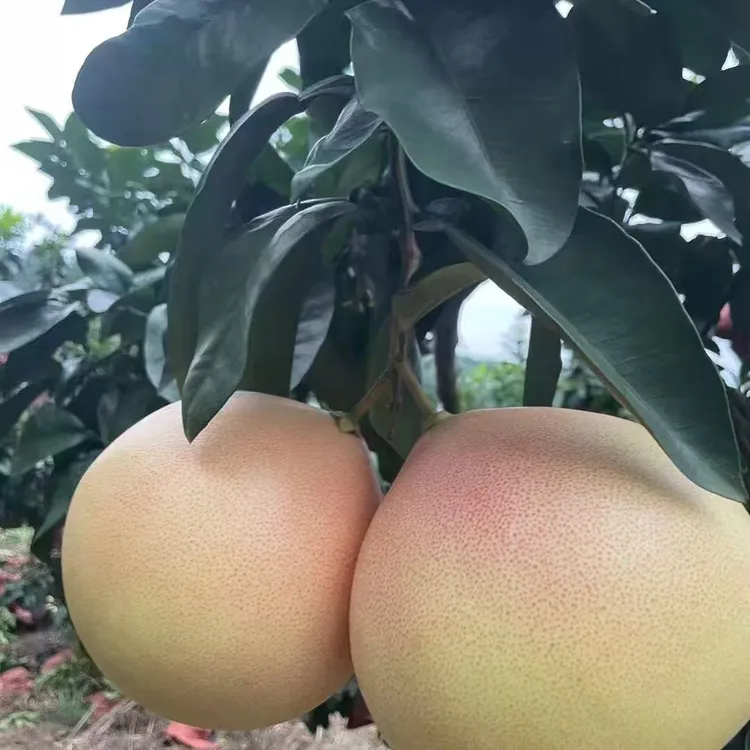 正宗梅州三红心蜜柚老树头茬鲜果现摘现发清甜多汁