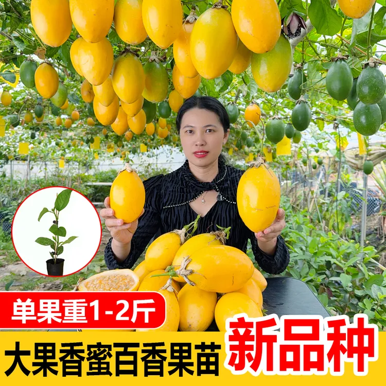 大果香蜜百香果苗 甜蜜黄金百香果苗 红钻百香果苗 嫁接苗 结果快