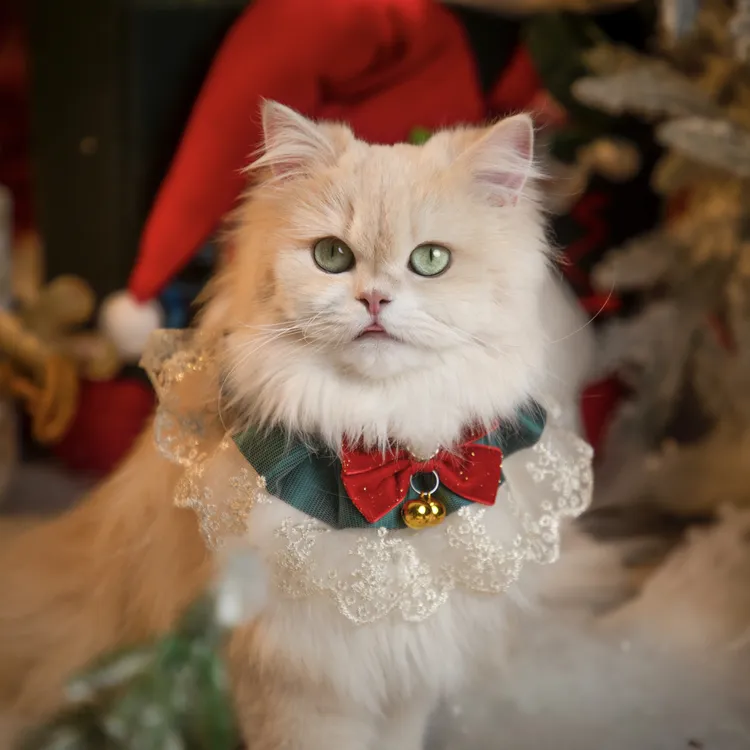 Hana（汉娜）—高脚妹妹｜英国长毛渐层