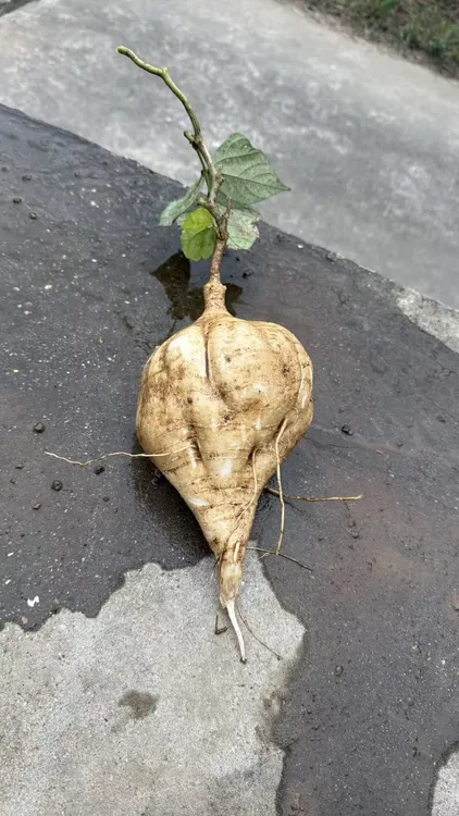农家自家种植的绿色健康凉薯