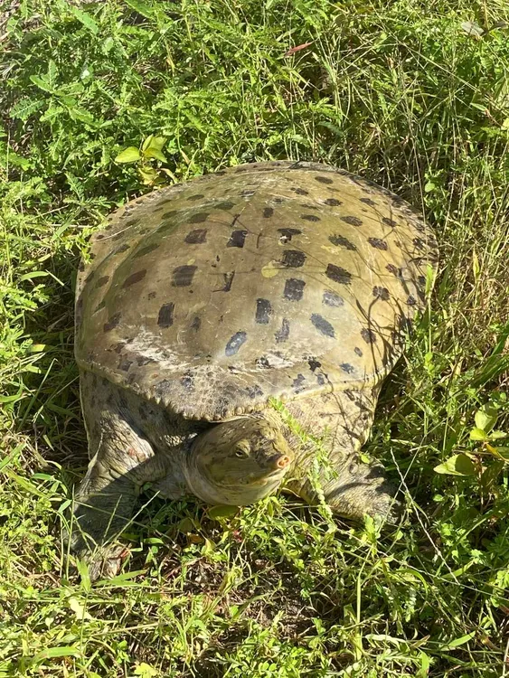 [3到18.5斤角鳖]水库生态自产自销老甲鱼角鳖签收前请验货