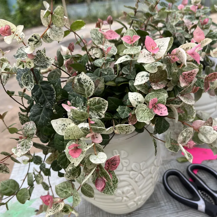 花叶络石彩叶四季花叶盆栽垂吊阳台可养庭院花卉懒人水培植物水养