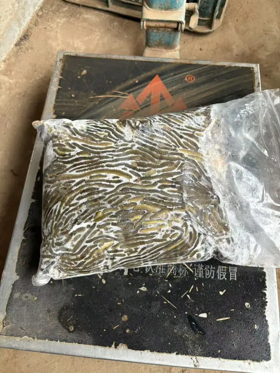 速冻活体青蚯蚓特大冰蚯蚓户外养殖黄鳝开口饵料