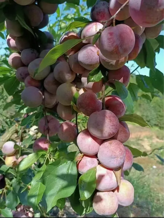 现采现发、新鲜现摘当季红心李子酸甜脆爽水果