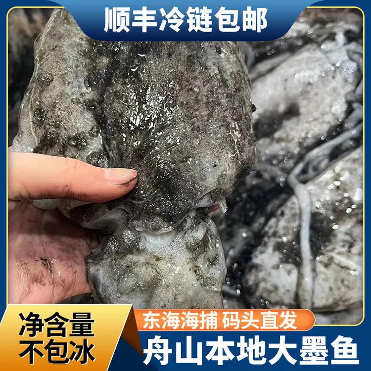 【小云】（大号）野生墨鱼舟山新鲜海捕急冻发货顺丰直达