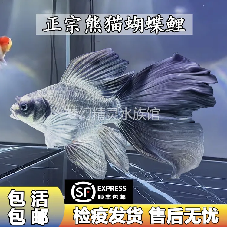 熊猫蝴蝶鲤观赏鱼冷水淡水鱼好养耐活纯种短身球体大尾鳍活体鱼苗