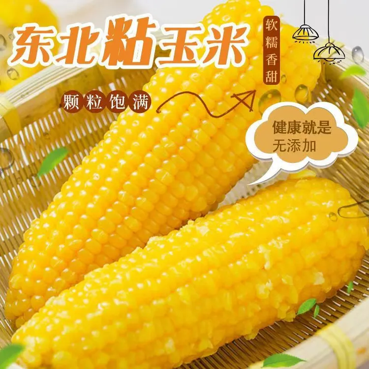 【整箱8斤﹣9斤】25年东北黄糯玉米单根28 0-350g大棒12棒试吃4根