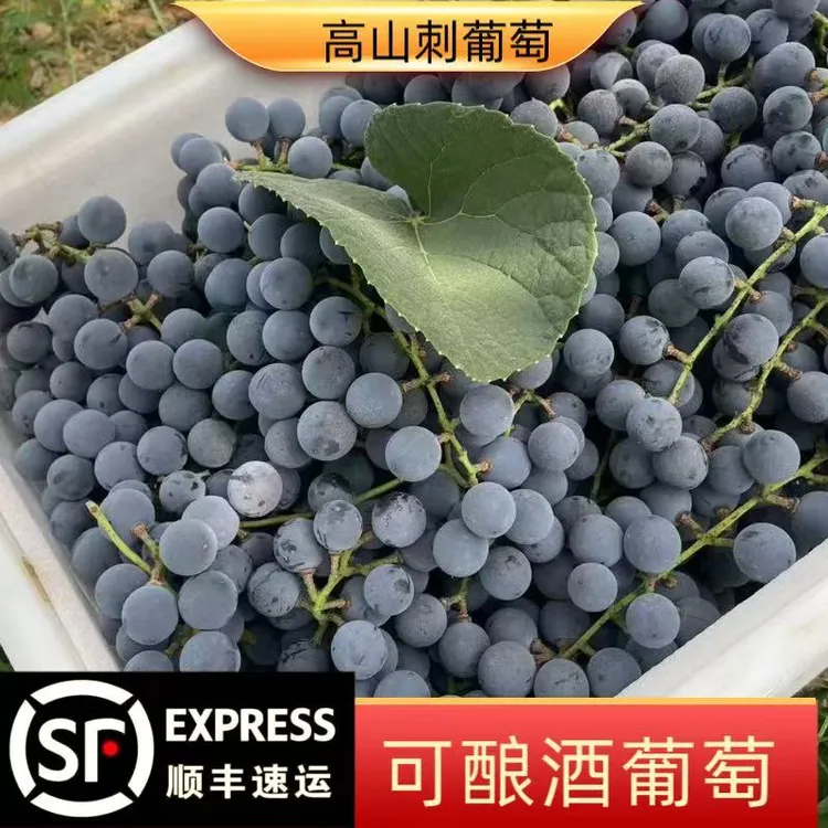 湖南省怀化市高山刺葡萄可酿酒葡萄产地直发批发