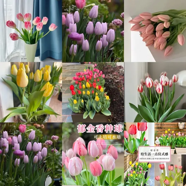 狗子家特价郁金香呀（都是好东西五度球库存有限