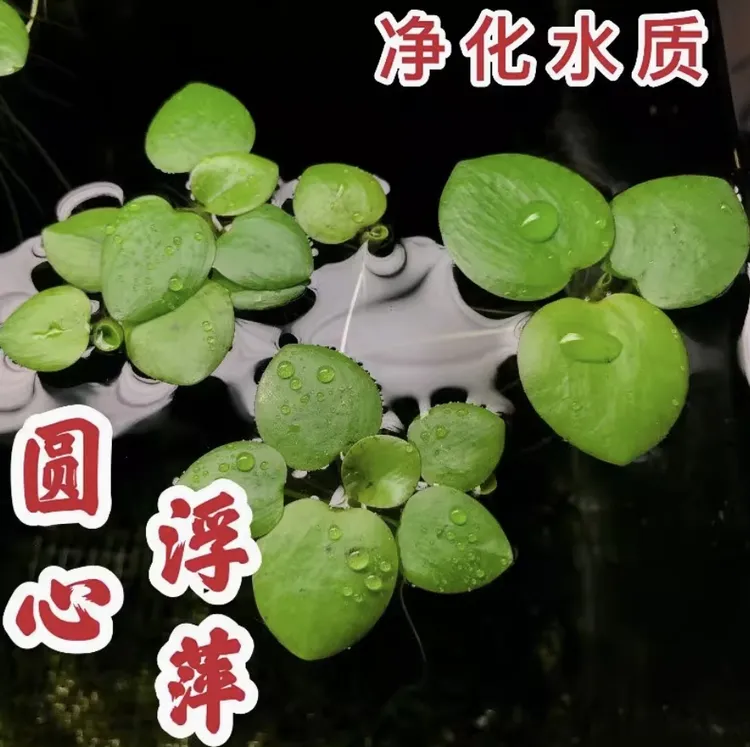 （精品）浮萍圆心萍水培绿植净化水质庭院办公室鱼缸造景漂浮水草