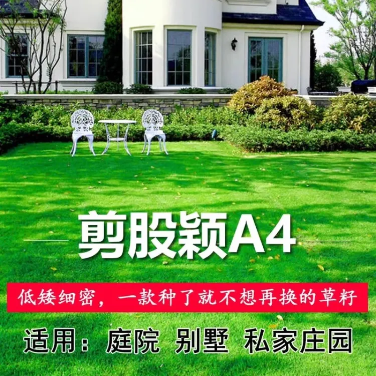 剪股颖a4本特草坪草籽庭院别墅四季常青矮生草皮种子少修剪耐踩踏