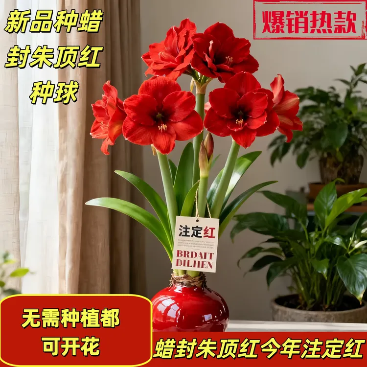 【年宵花卉】进口蜡封朱顶红室内客厅装饰无需种植即可开花好养易活
