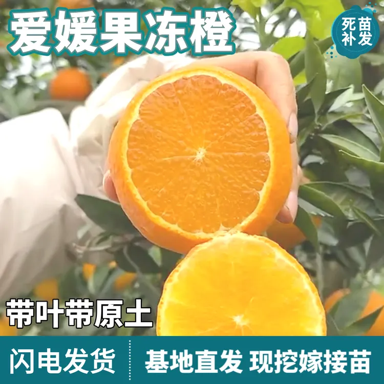 爱媛38果冻橙树苗盆栽地栽苗南北方嫁接手挤汁甜橙子柑橘当年结果