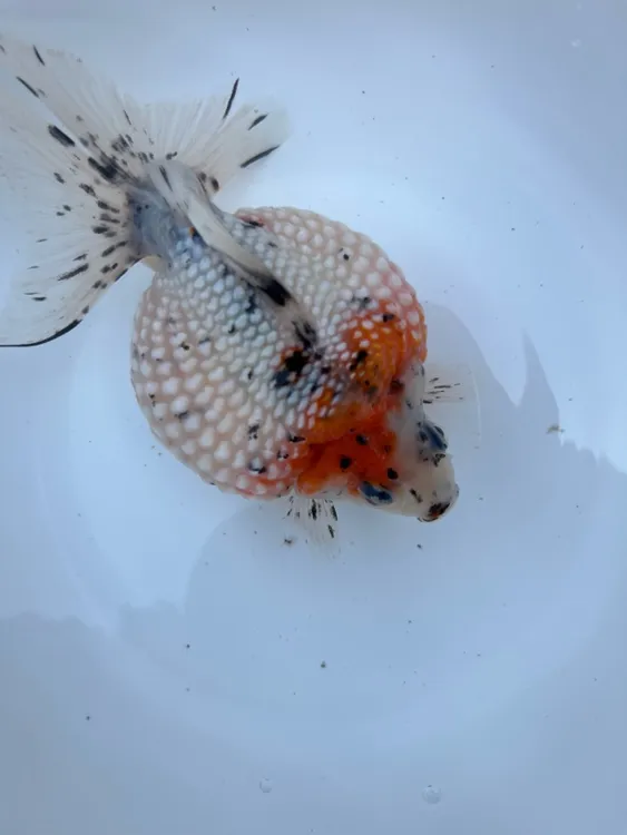 正宗精品观赏鱼红白五花珍珠蝶尾黑红寿三色玛丽好养耐活冷水鱼