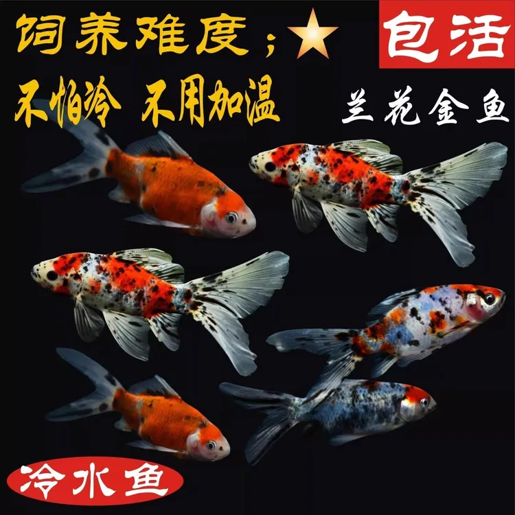五花兰花草金鱼冷水观赏鱼懒人好养耐活批发锦鲤自来水花色可养