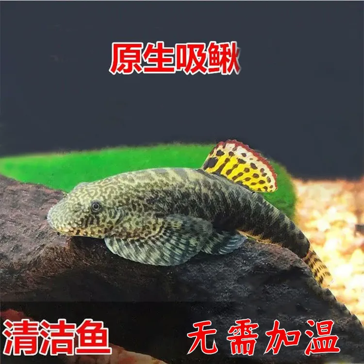 冷水清洁鱼 清道夫 淡水工具鱼 除藻 可擦玻璃 爬岩鳅 吃垃圾鱼 