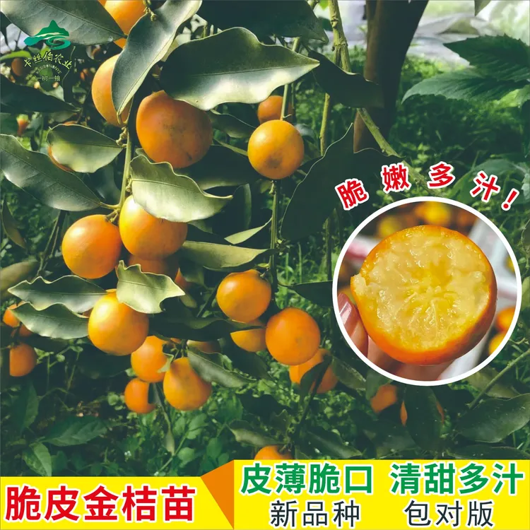 广西金桔果树苗盆栽庭院沙糖桔阳台水果树植物