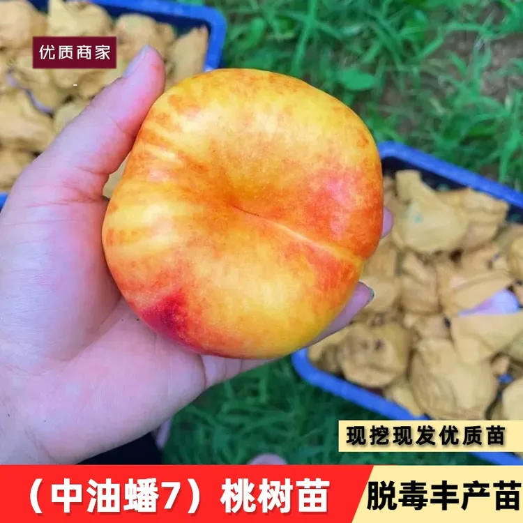 油蟠7桃苗中油蟠7号桃苗黄金油蟠桃苗黄金蟠桃树苗油蟠桃新品种