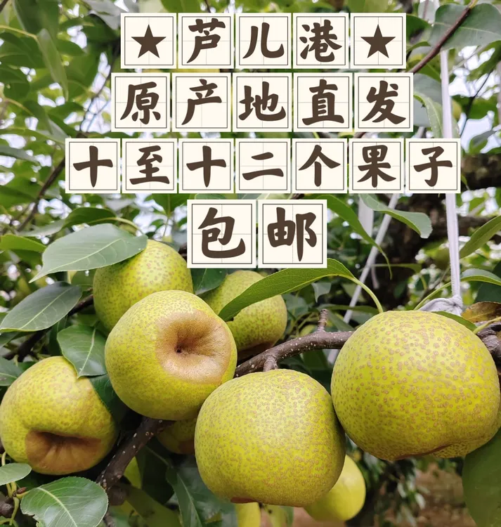 萌小依莎姐专属 正宗莱阳慈梨芦儿港村 古树  产地直发  京东快递