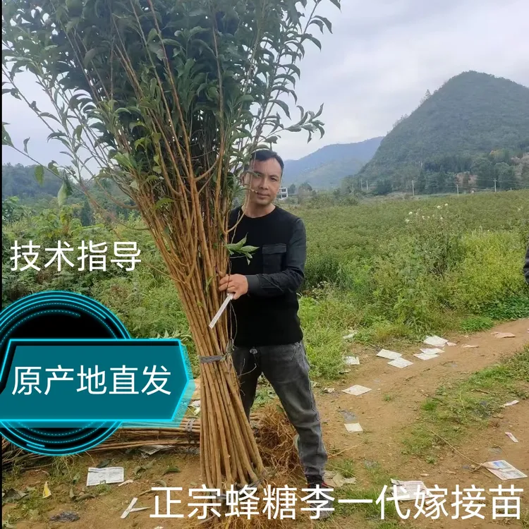 正宗六马蜂糖李苗蜂糖李原生苗原产地蜂糖李苗蜂糖李树苗1年2年苗