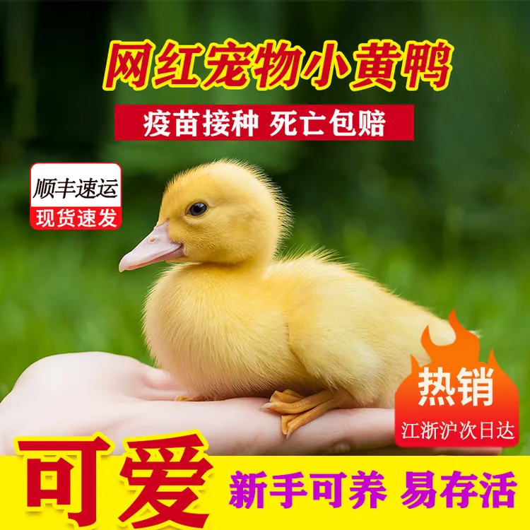 网红宠物小黄鸭苗宠物鸭子活的小黄鸭活体柯尔鸭宠物活物小型好养