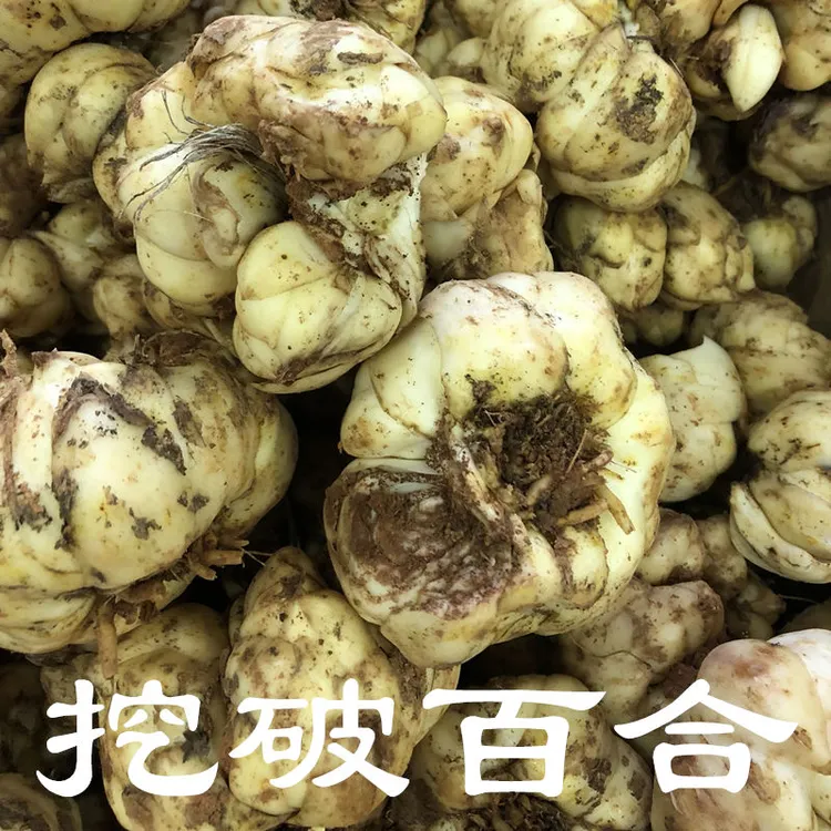 [大山小卒]宜兴百合挖破百合顺丰包邮