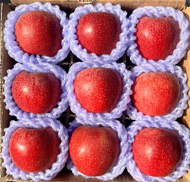 陕西高山秦冠苹果粉面香甜苹果当季新鲜当季水果非冰糖心粉面香甜