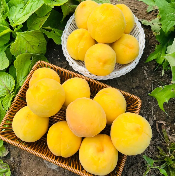山东蒙阴新鲜应季锦绣黄桃脆甜多汁水果应季水果