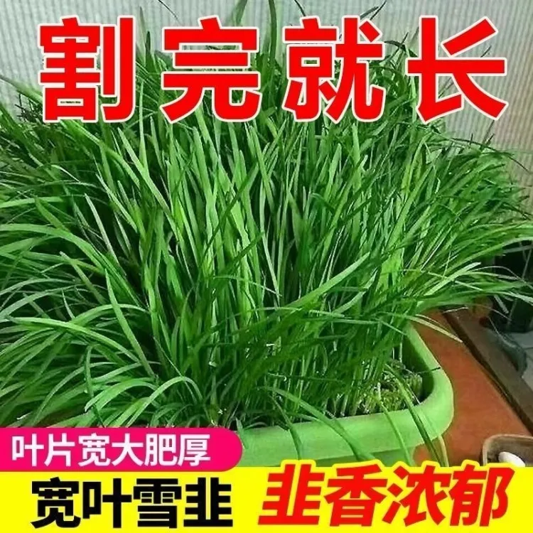 新疆西藏包邮】现挖新韭菜根苗宽叶紫红阳台庭院四季蔬菜易成活