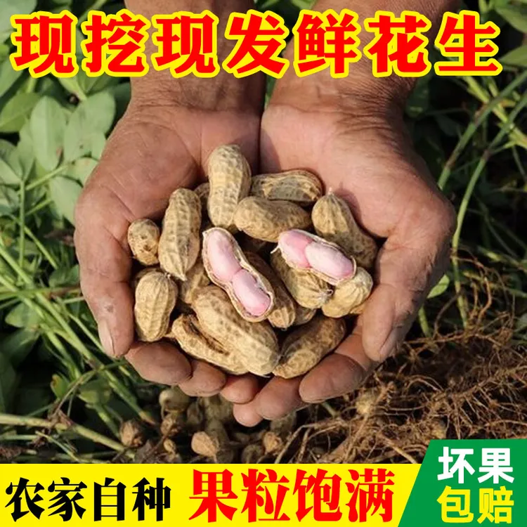 农家自种当季新鲜现挖现发带壳粉红皮花生水煮带泥土嫩花生