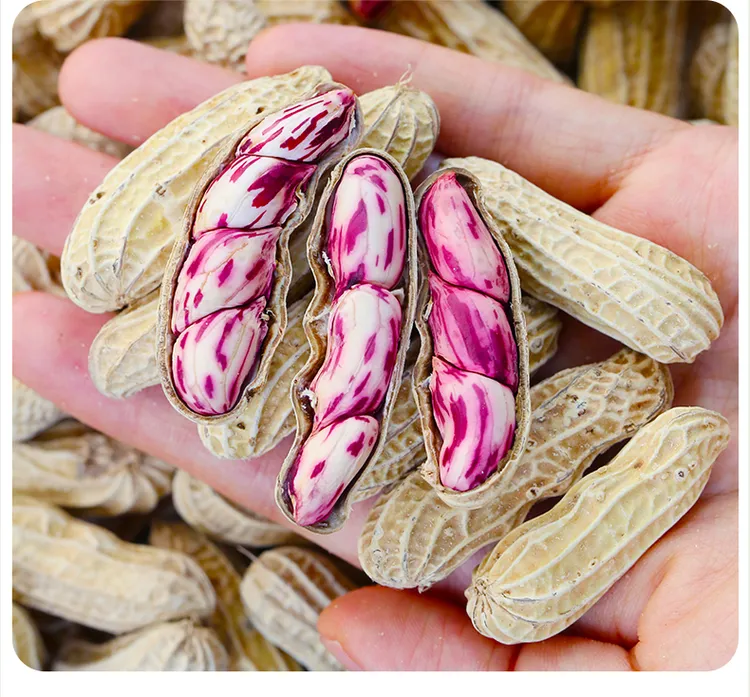 [不带泥]云南新鲜七彩花生水洗牛奶花生现挖湿花生