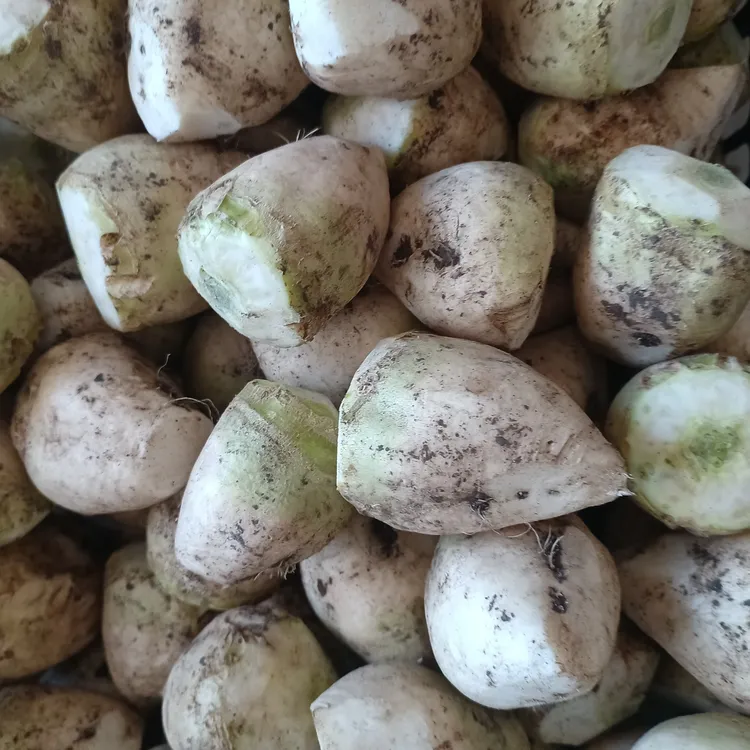 东北小花樱芥菜疙瘩