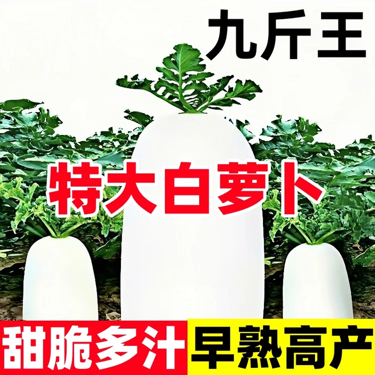 特大白萝卜种籽大全秋播九斤王白皮萝卜种子樱桃萝卜四季蔬菜种孑