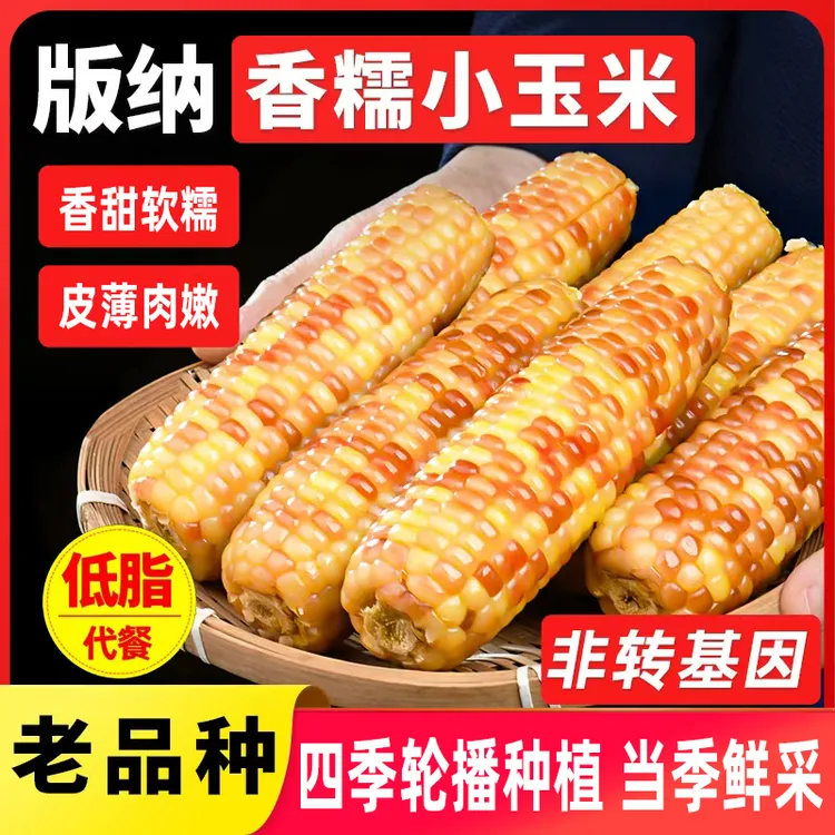 【2025头茬花糯玉米｜现摘现发｜软糯香甜】花糯玉米软糯香甜家庭粗粮