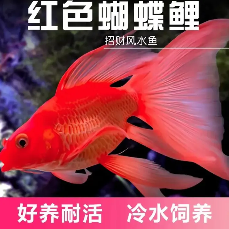 台湾纯种球体火红蝴蝶锦鲤短身招财鱼贵妃蝴蝶鲤冷水长尾淡水鱼苗
