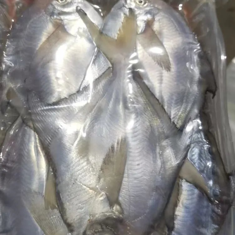【京东冷链】石岛新鲜上岸纯野生鲳鱼银鲳鱼到手净重3斤