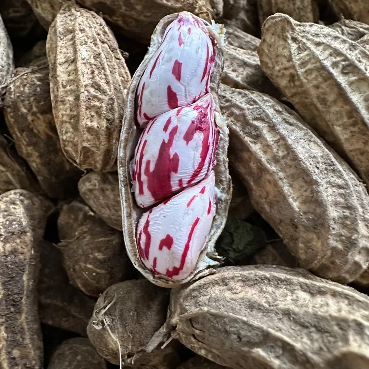 云南新鲜带泥七彩湿花生现挖