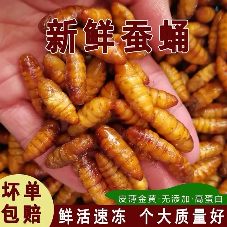 蚕蛹金丝蚕蛹高蛋白当季新货
