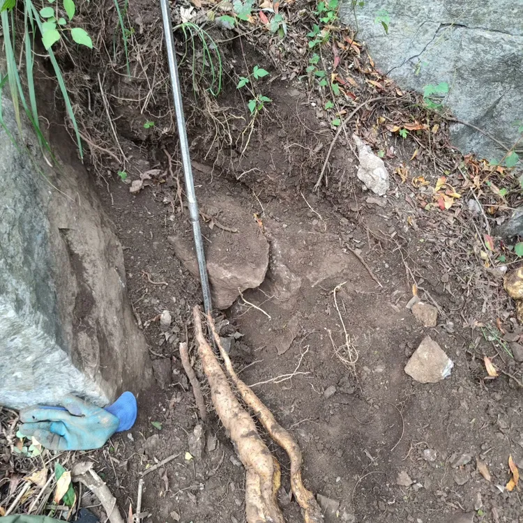 正宗太行山野生怀山药