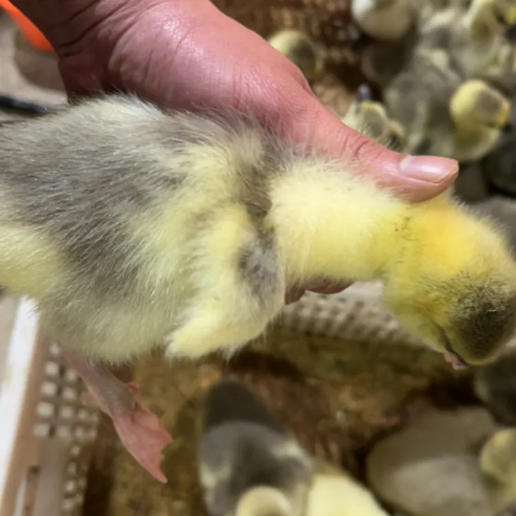 脱温宠物鸭活体顺丰狮头包邮小鹅可选公母自由搭配