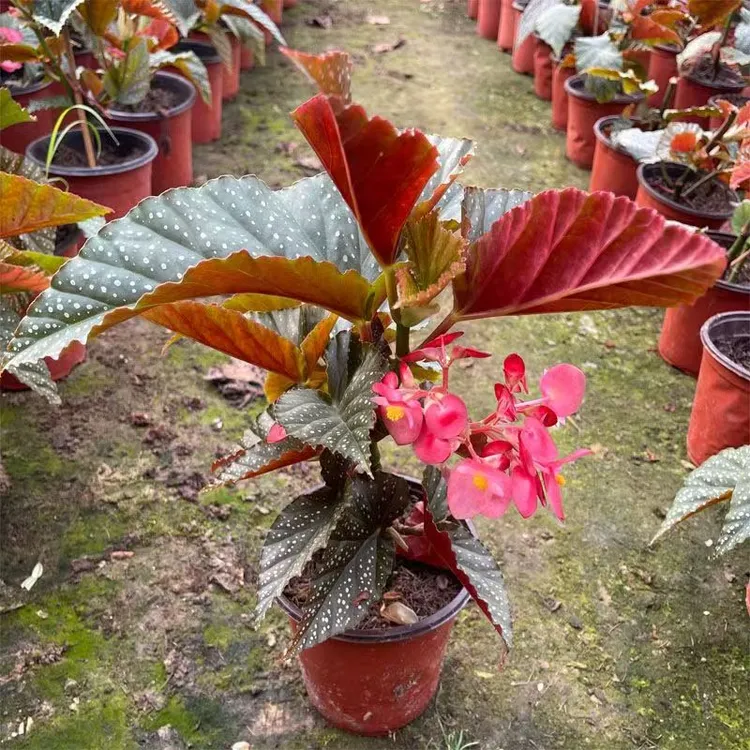 竹节海棠花盆栽大叶斑点四季可养室内外观赏花卉绿植