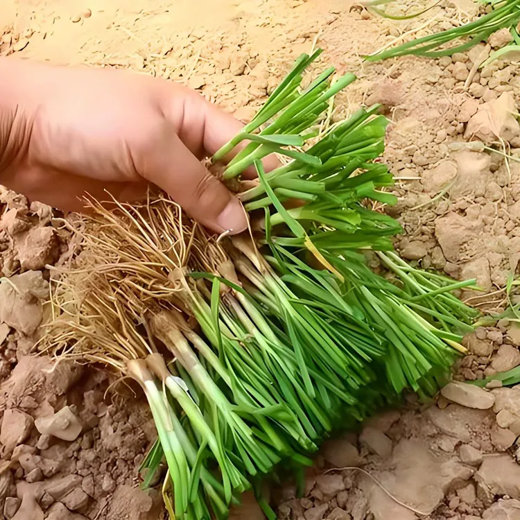 韭菜苗老品种独根红韭菜宽叶盆栽小院种植韭菜根