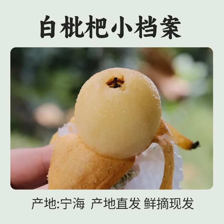 现摘现发宁海白枇杷