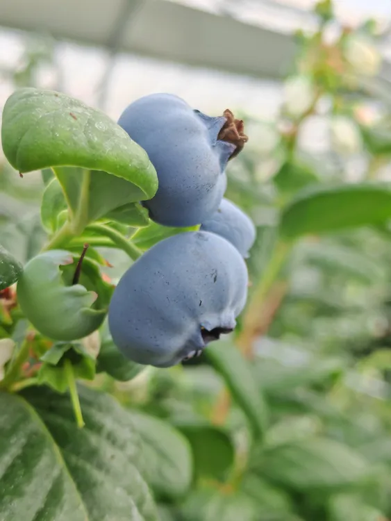 （现货）云南花香蓝莓15mm+（新鲜采摘孕妇宝宝放心食）